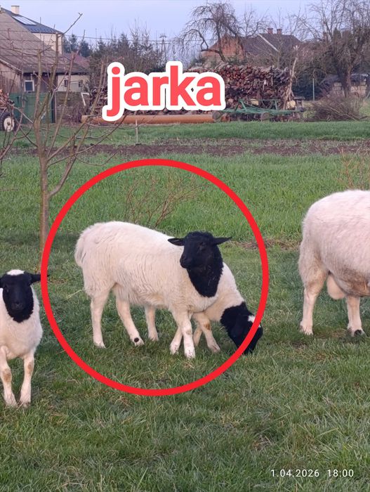 Sprzedam owce dorper