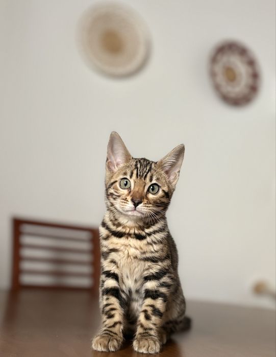 Gato bengal c/ Pedigree
