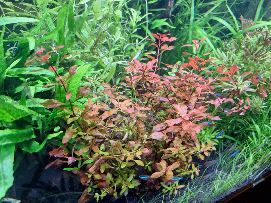 Ludwigia Mini Super Red – czerwona roślina do akwarium - 5 szt.