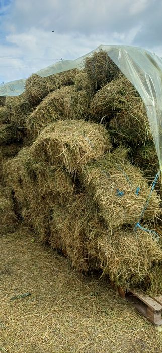 Сіно люцерни тюки і логуве солома