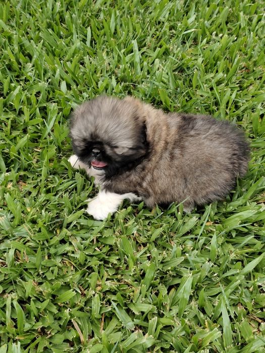 Shih-Tzu fêmea  disponível