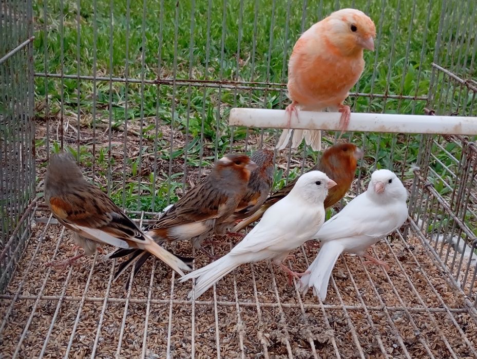 Aves disponíveis, roseicollis, periquitos de várias mutações, caturras, periquitos ingleses,rolas diamante, mandarins, aves criadas à mão, caturras.