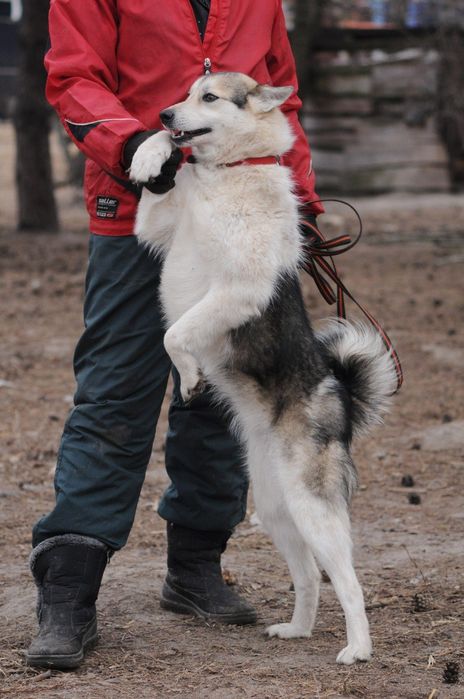 Метис лайки,девочка в поиске дома