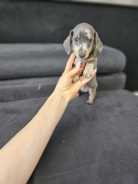 Zobacz Filmik Unikatowy Chłopczyk Jamnik BLUE MERLE Kalisz • OLX.pl