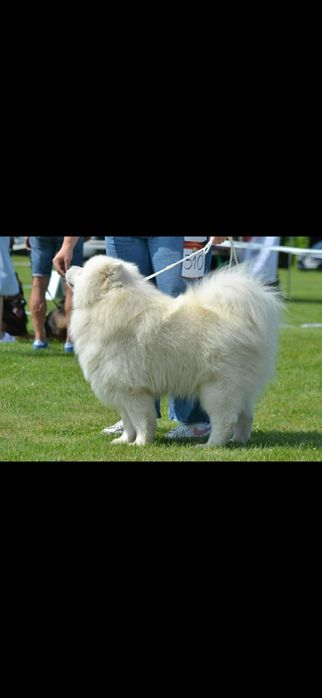 Reproduktor Samoyed – piękny, zdrowy pies do krycia