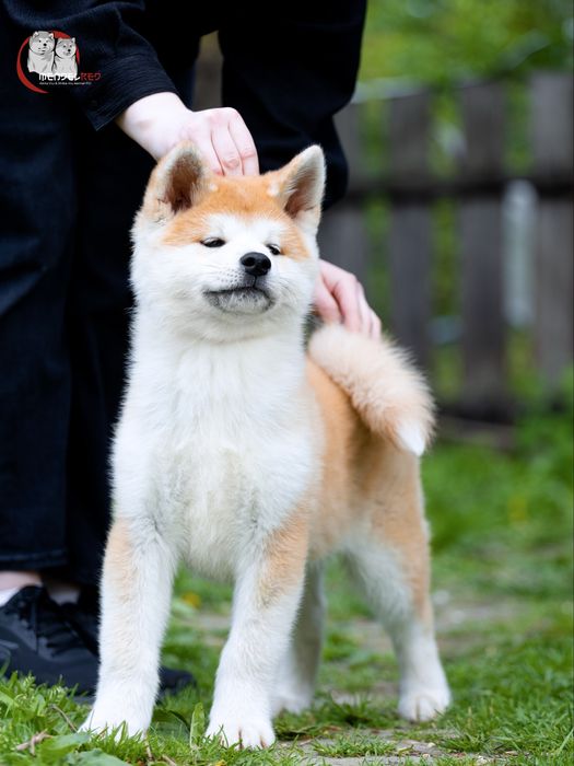 Акіта , akita, цуценя акіти , документи FCI