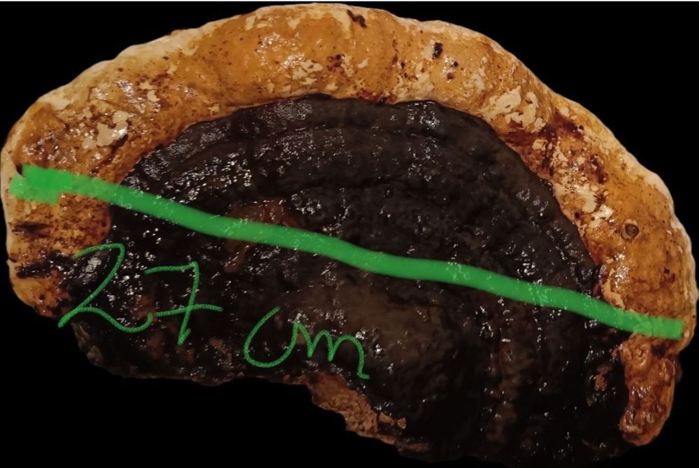 Wrośniak różnobarwny suszony - 170 gram i..