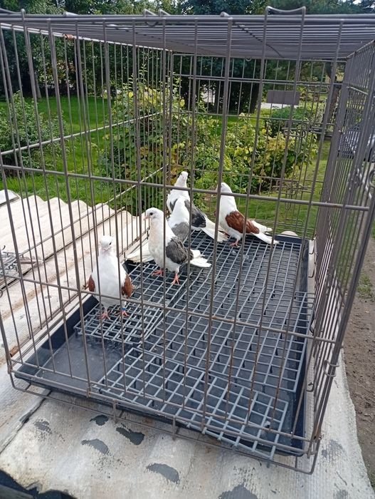 Witam posiadam nadwyżkę gołębi