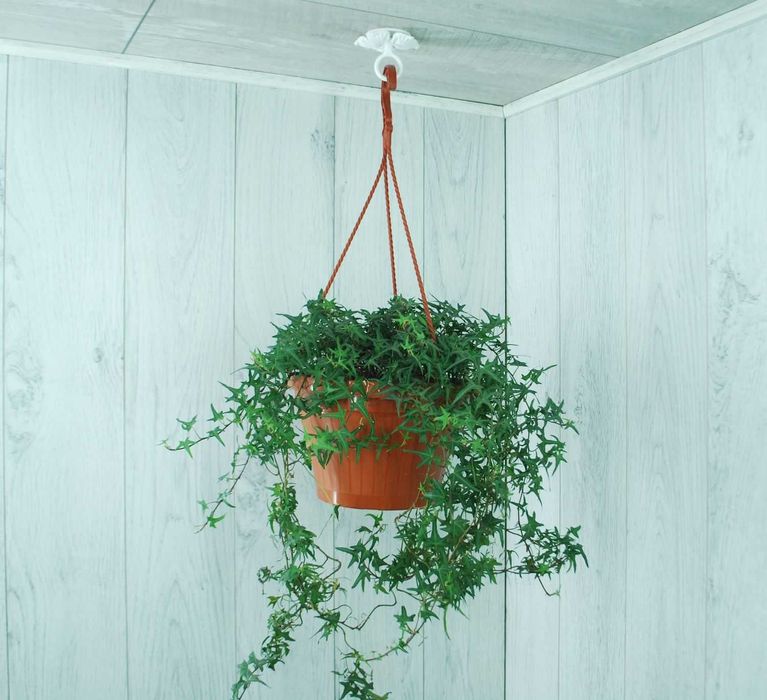 Wieszak Hak Uchwyt sufitowy kuty na doniczkę - Biały RAL 9002 (W52)