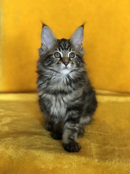 Діачинка чорний мармуровий