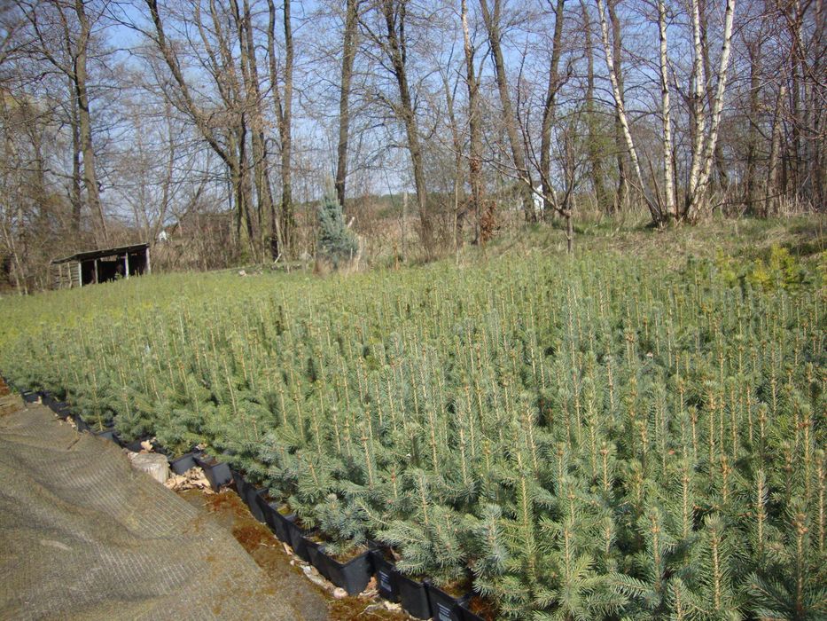 Świerk srebrny doniczka