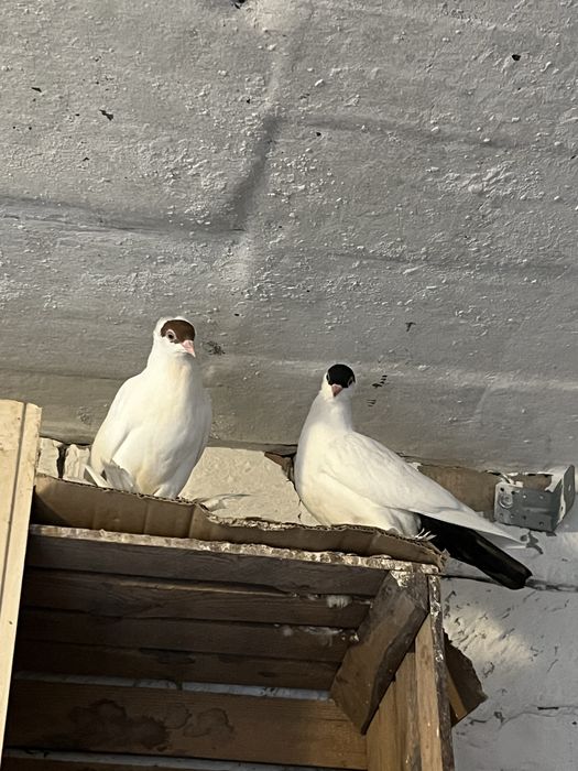 Sprzedam krymki samce i samice