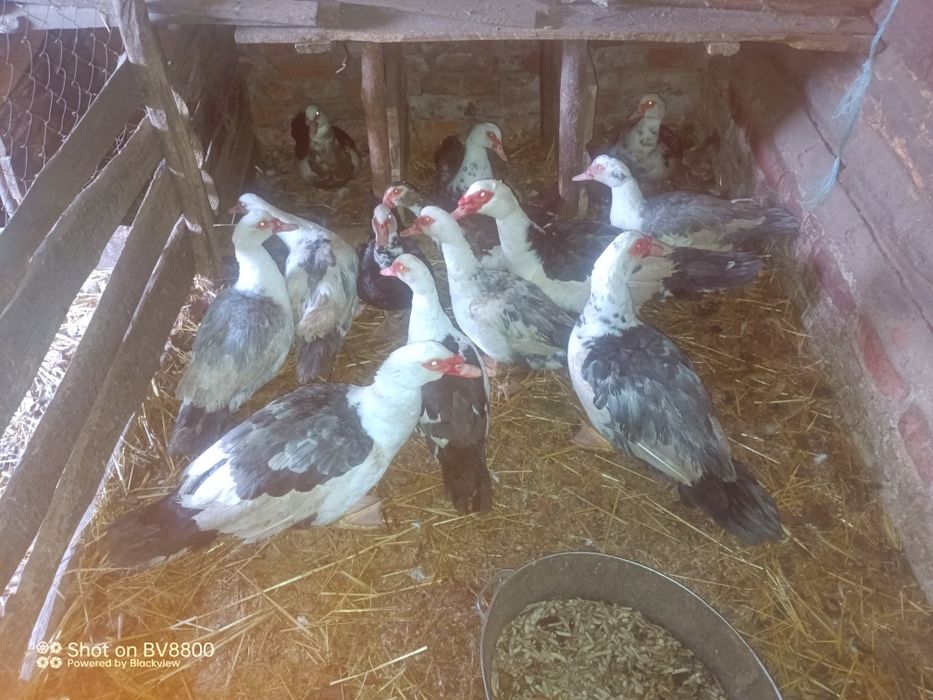 Інкубаційні яйця яєчних курей домінант 107