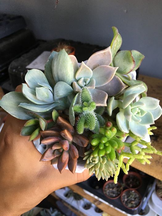 Набір свіжозрізаних сукулентів 250 грн