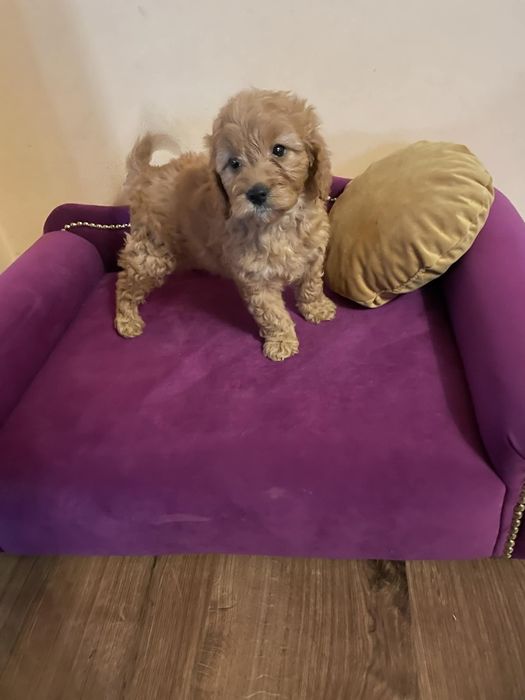 Pudel- Spaniel-Cockapoo