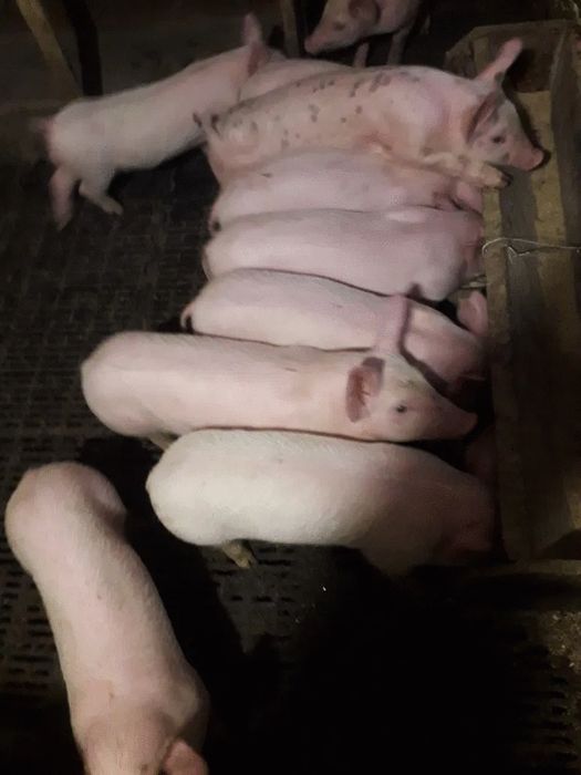 Продам поросята мясної породи