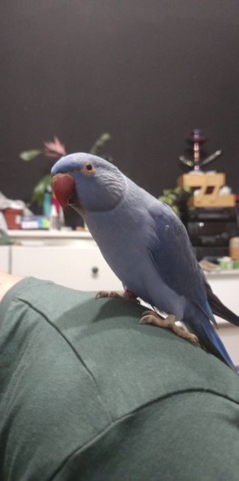 Aleksandrrtta Obrożna Fiolet