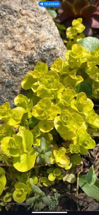 Очитки почвопокровные вербозилля вербейник монетчатый молодила