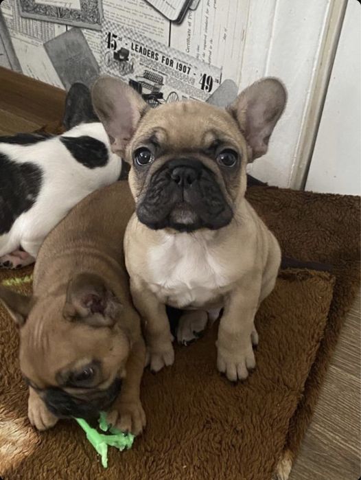 Вязка французский бульдог КСУ есть щенки