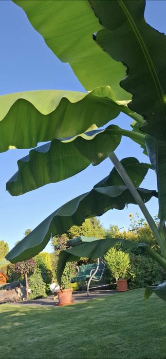 Musa basjoo bananowce