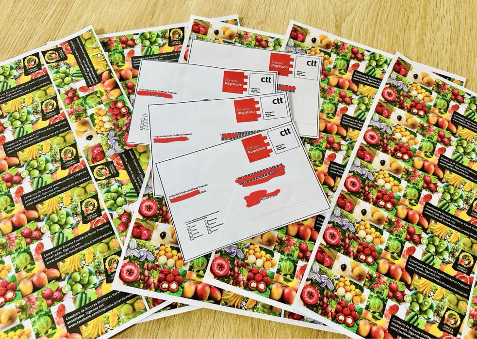 Arvore Kumquat Raro Portes grátis