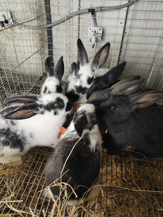 Coelhos caseiros com 1 mês e meio