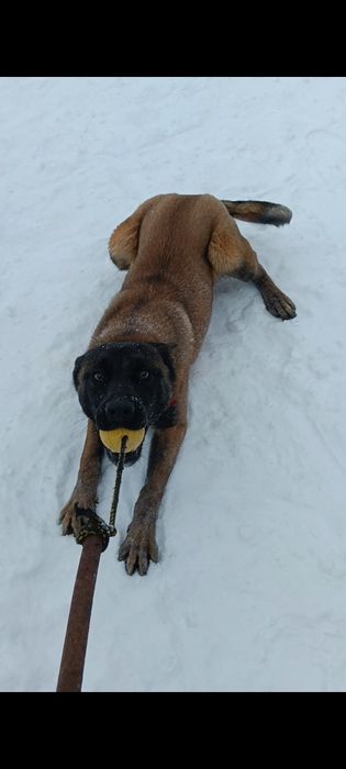 Owczarek Belgijski Malinois Piesek FCI
