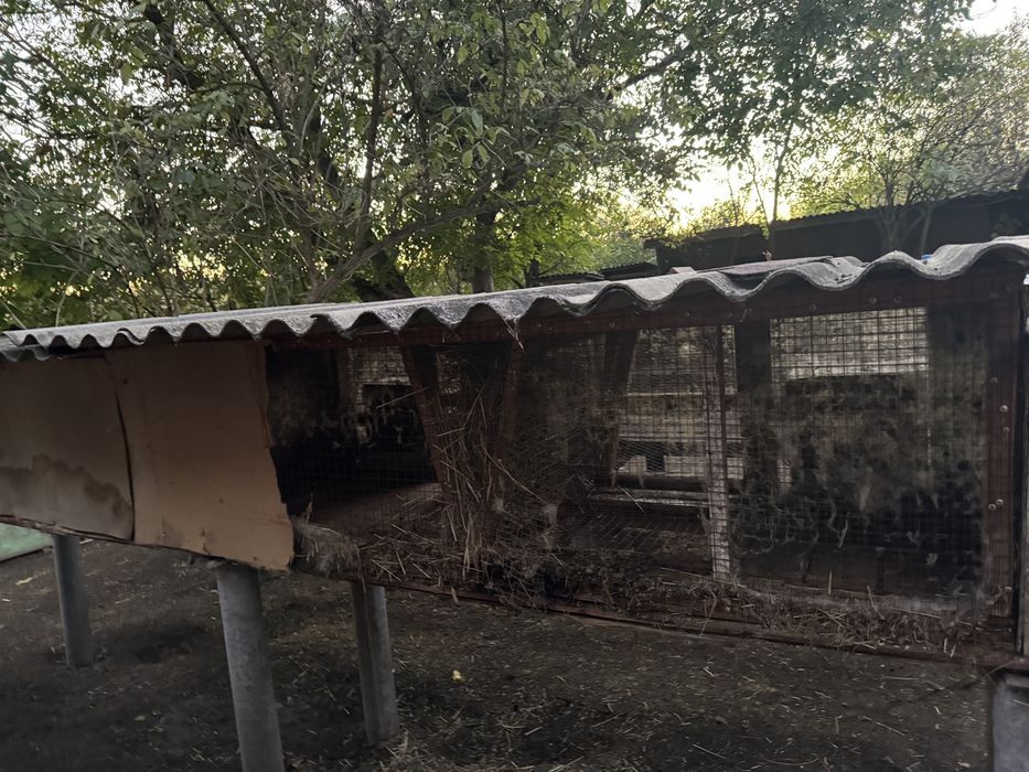 Клітки для кролів