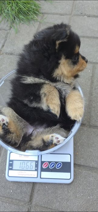 Шпіцульки шукають най най маму