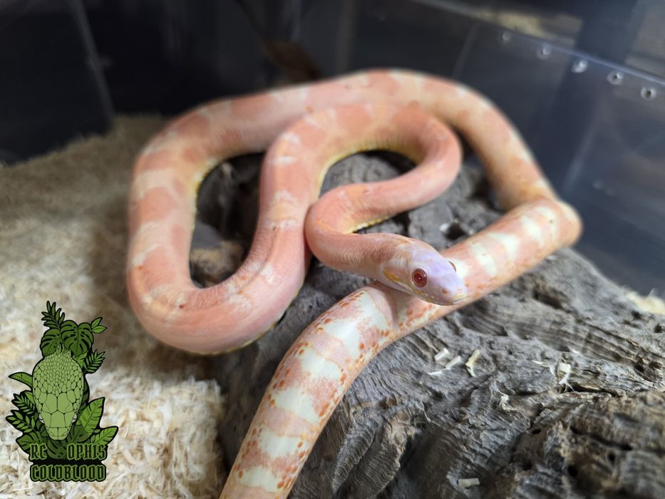 CB22 1.0 Amelanistic scaleless het motley anery