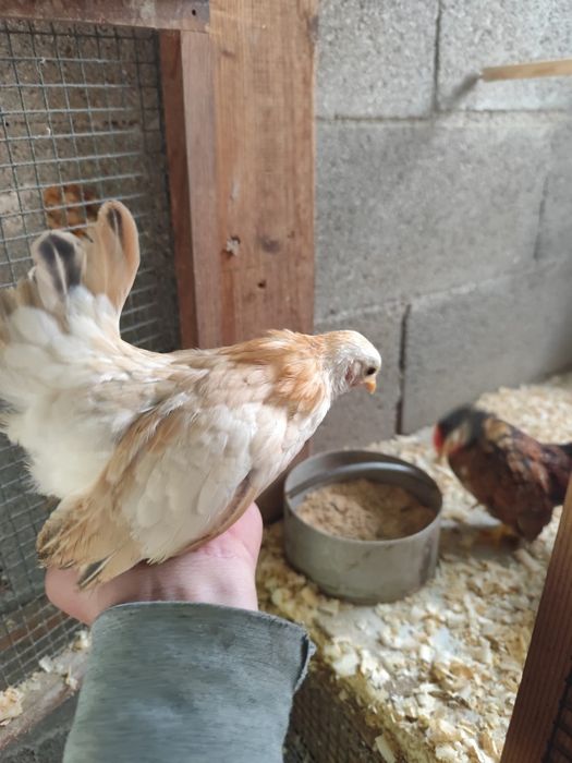 Ovos serama e gahmong