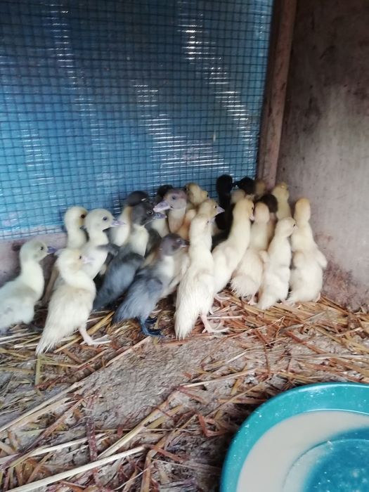 Vendo patos mudos pequenos