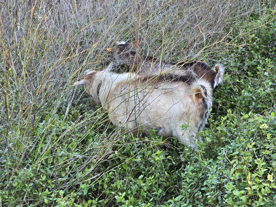 Bode raça Serpentina de reprodução