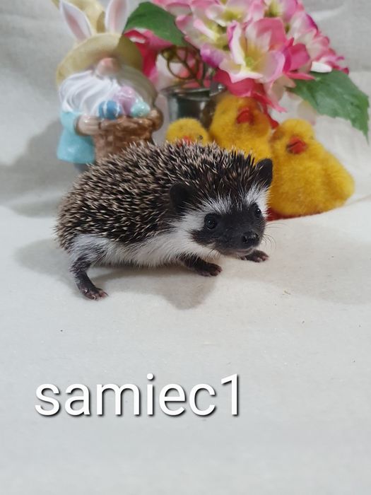 Jeż pigmejski jez afrykański