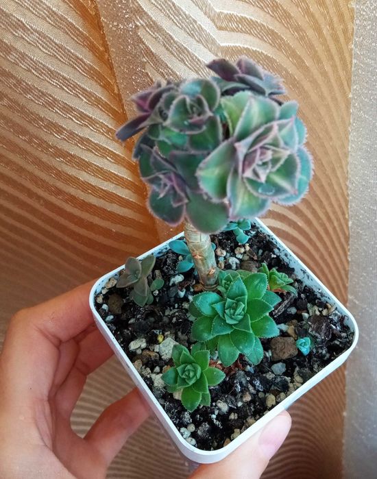 Продам излишки своих домашних цветов суккуленты эониум