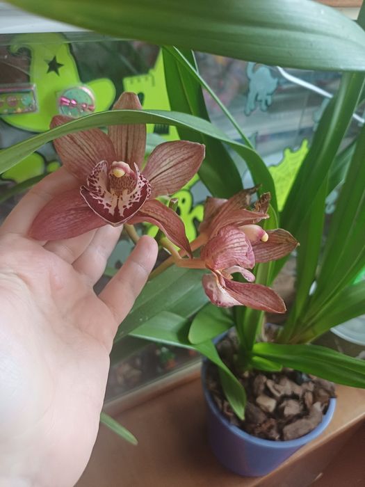 Цимбидиум детка темно -бордовая.