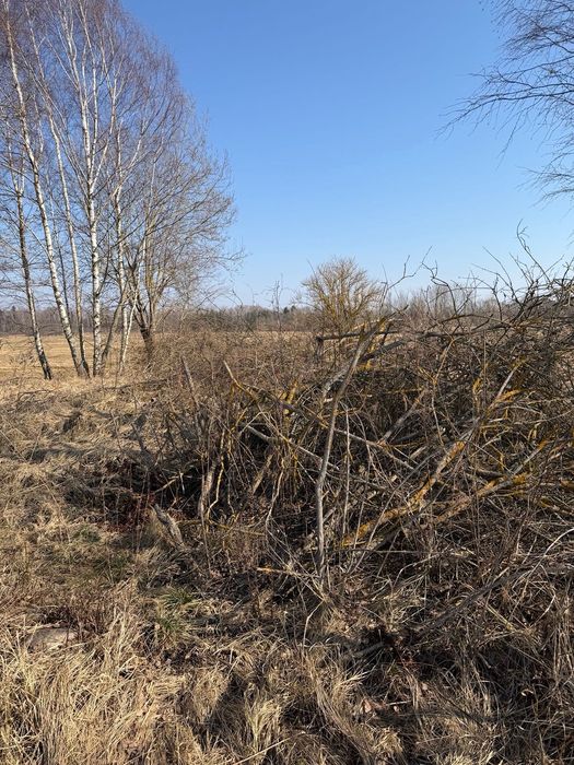 Gałęzie na rębak za darmo