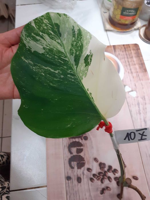 CIĘTA PĘDÓWKA z własnej rośliny matecznej Monstera Variegata - do ukorzenienia