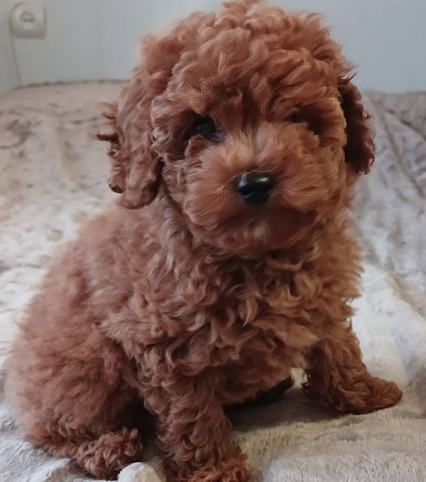 Дівчинка тои пуделя