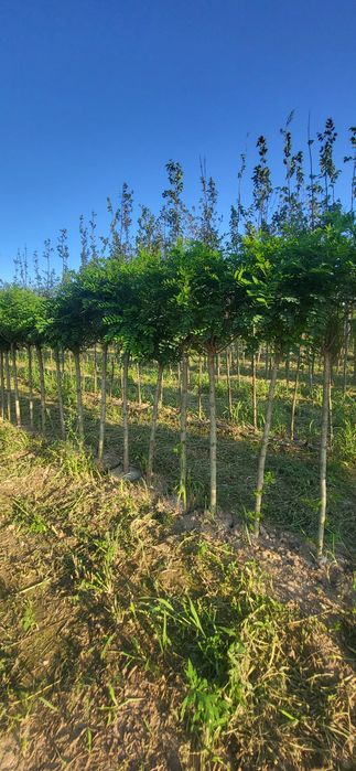 Akacja / Robinia umbraculifera  pa 210-220  i pa 110- 125  obw 10-12 u