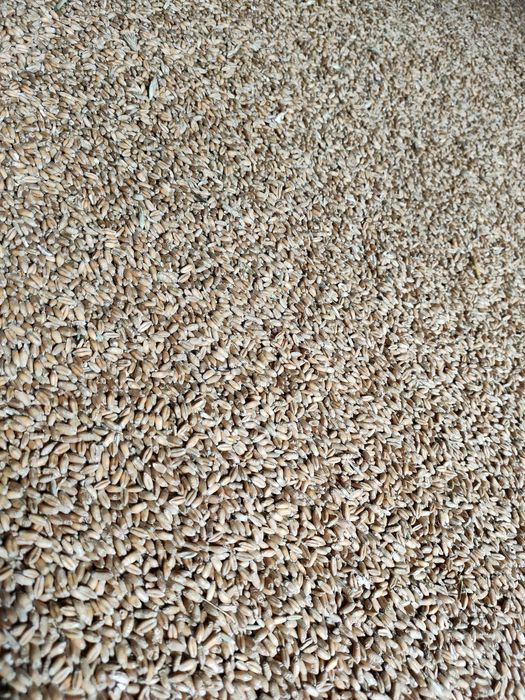 Sprzedam owies!! pszenżyto pszenica