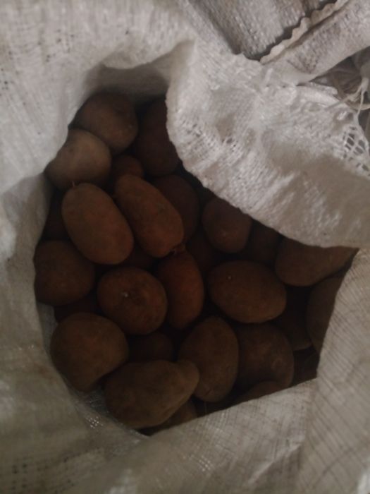 Продаж домашньої картоплі