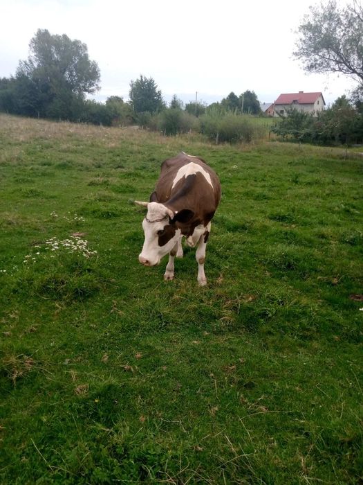 Продам молоду корову