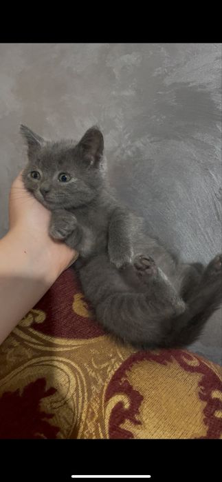 5 кошенят, яких викинули на смітник, шукають дім