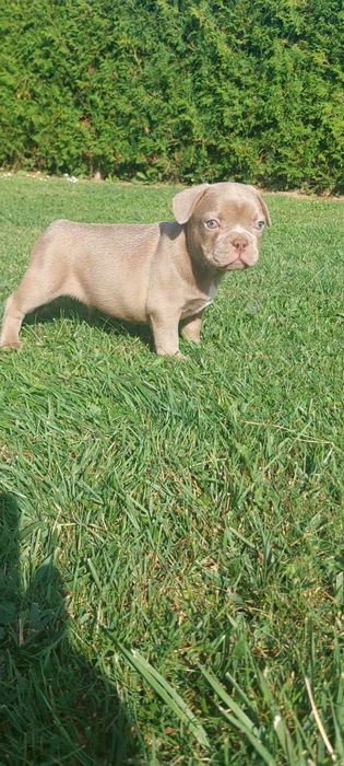 Buldog Francuski Isabella