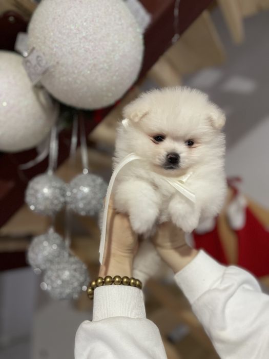 Померанські шпіци  від серця до серця