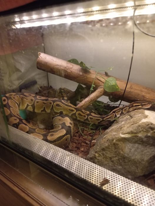 Python Regius zapraszam