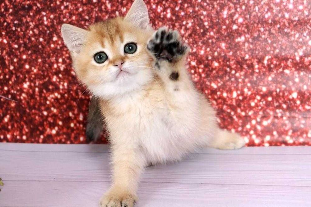 Суперська золота шиншила з домашнього розплідника-хлопчик