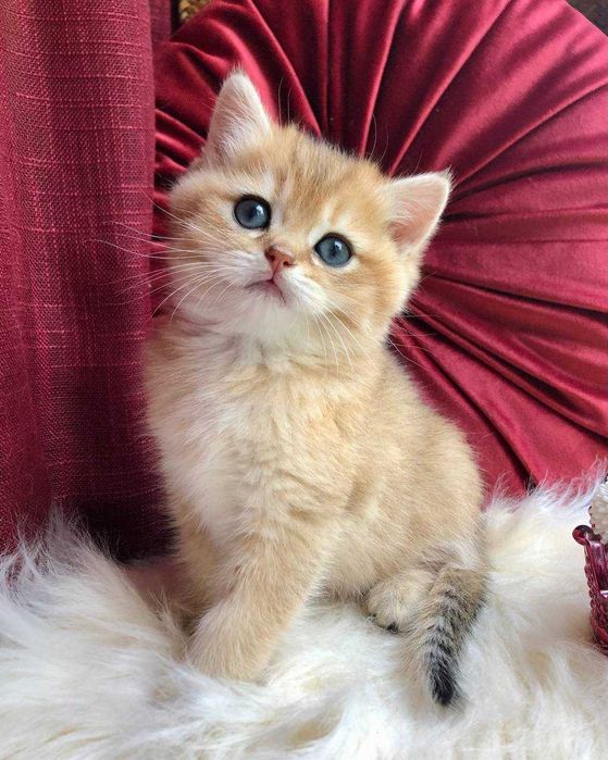 Золоті Британські хлопчики Каспер та Честер