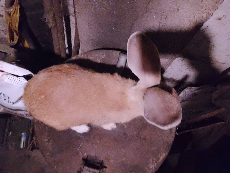 Królik króliki samiec 2025r.